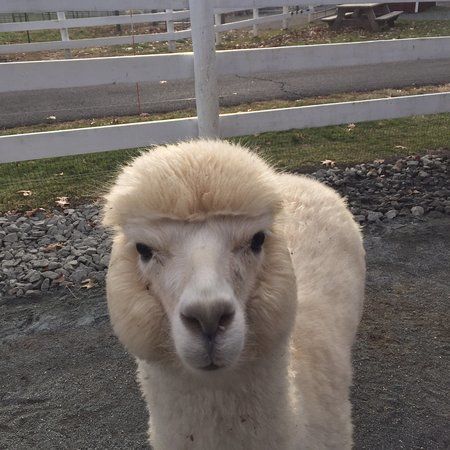 Bluebird Farm Alpacas